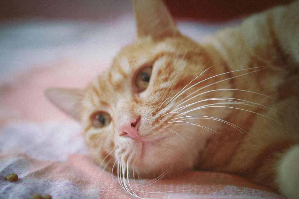 国产三大安全猫粮品牌及其在食品互联网销售中的特点